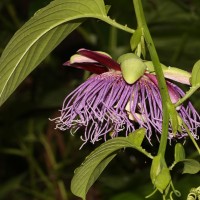 Passiflora quadrangularis L.